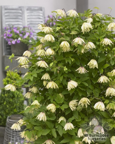 Clematis Amber