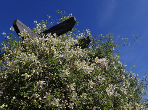 Clematis Anita