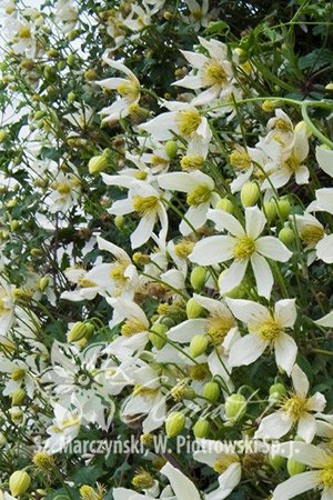 Clematis Anita