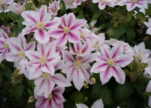 Clematis Andromeda