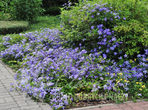 Clematis Arabella