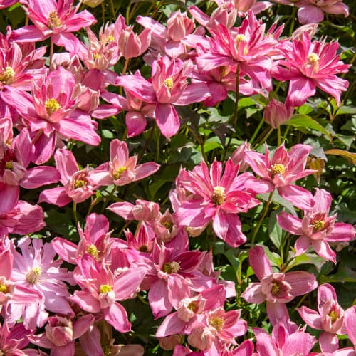Clematis Broughton Star