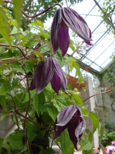 Clematis Brunette