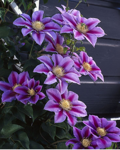 Clematis Barbara Jackman