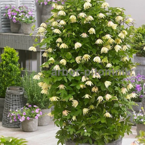 Clematis Amber