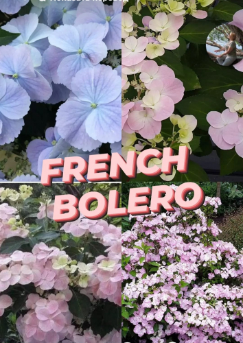 Гортензия Ампельная French Bolero Pink