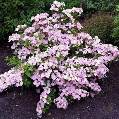 Гортензия Ампельная French Bolero Pink