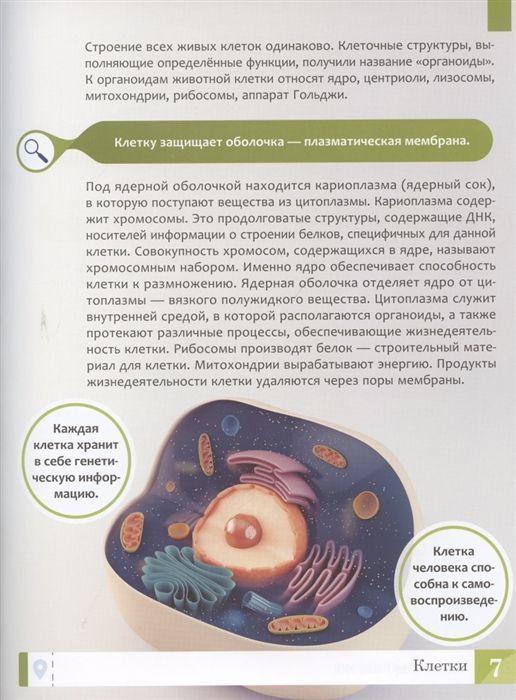 Уценка. Тело человека: энциклопедия