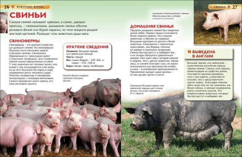 Животные фермы. Детская энциклопедия. Свинка