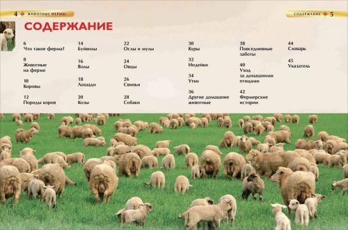 Животные фермы. Детская энциклопедия. Свинка
