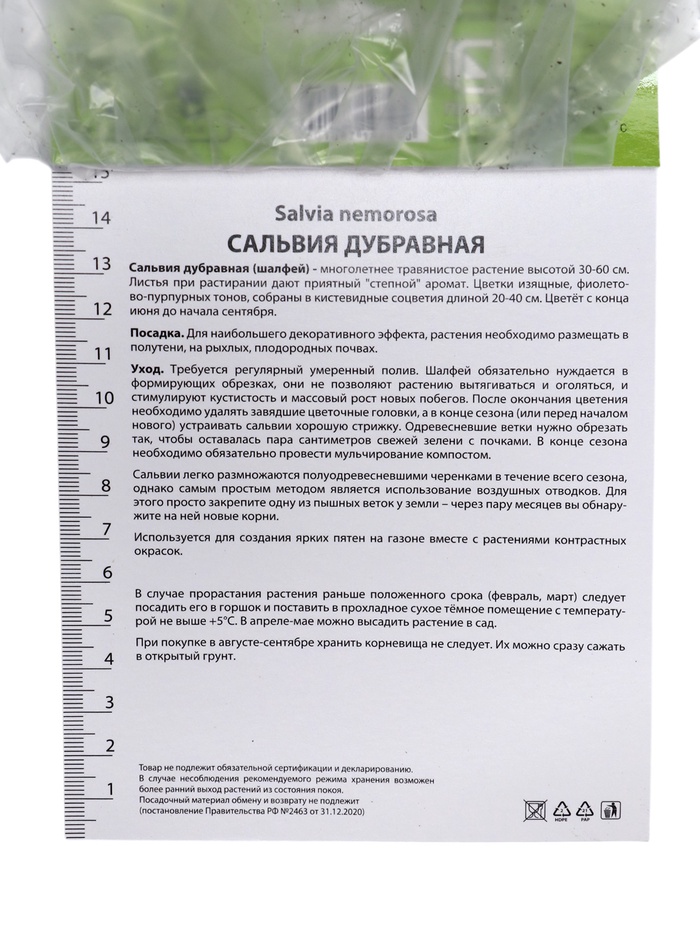 Сальвия дубравная (Шалфей) Карадонна, р-р I, 1 шт, Осень 2025