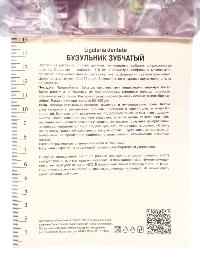 Бузульник зубчатый «Отелло», корневище в пакете с торфогрунтом, р-р I, 1 шт.