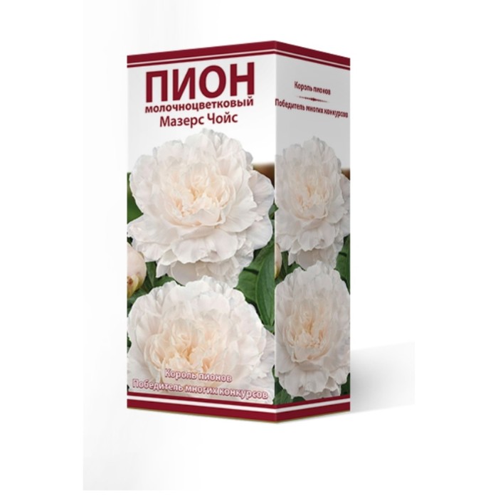 Пионы молочноцветковые Мазерс Чойс, 2-3 р-р, 1 шт. 65-70 h(см), Осень 2024