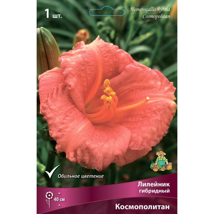 Лилейник гибридный Космополитан, I р-р, 1 шт. 40 h(см), Осень 2024