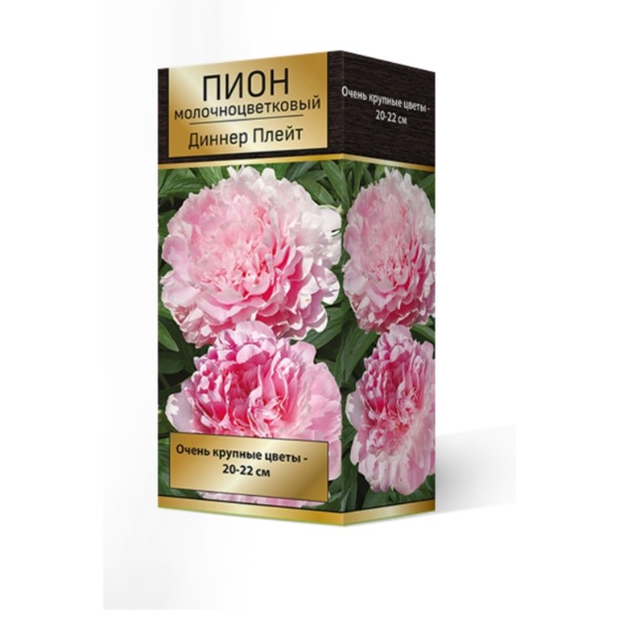 Пионы молочноцветковые Диннер Плейт, 2-3 р-р, 1 шт. 90 h(см), Осень 2022