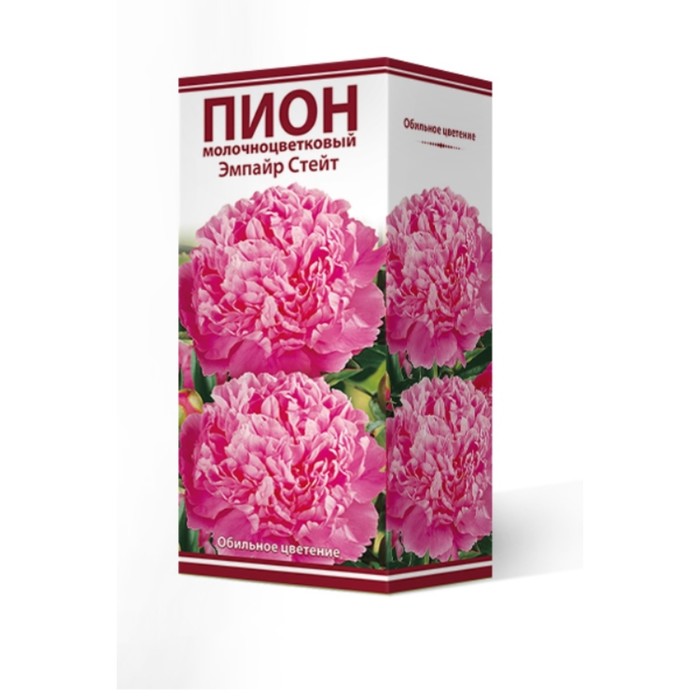 Пионы молочноцветковые Эмпайр Стейт, 2-3 р-р, 1 шт. 100 h(см), Осень 2022