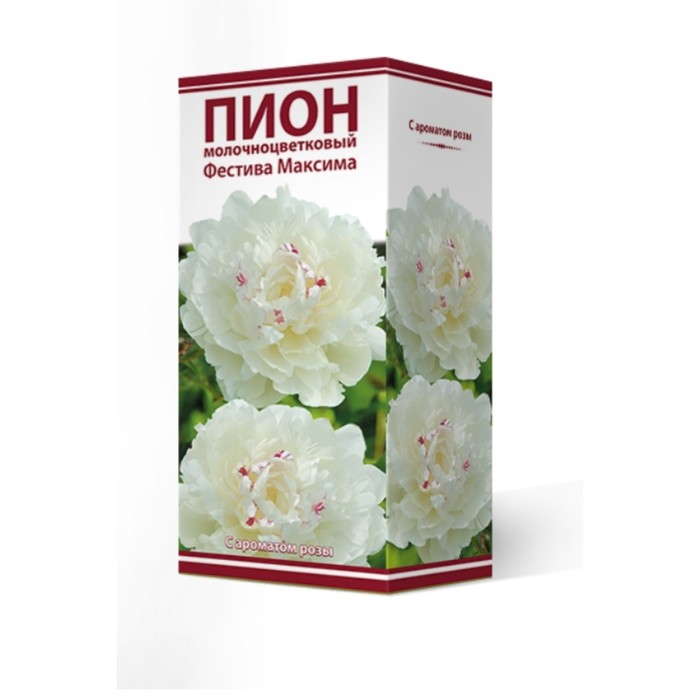 Пионы молочноцветковые Фестива Максима, 2-3 р-р, 1 шт. 90 h(см), Осень 2022