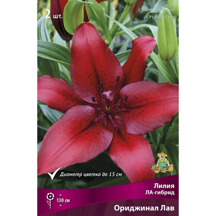 Лилии ЛА-гибриды Ориджинал Лав, 14/16 р-р, 2 шт. 130 h(см), Осень 2024