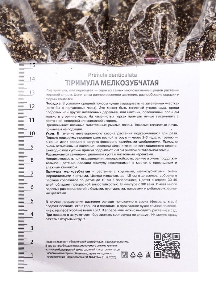Примула мелкозубчатая Ред, р-р I, 1 шт, Осень 2025