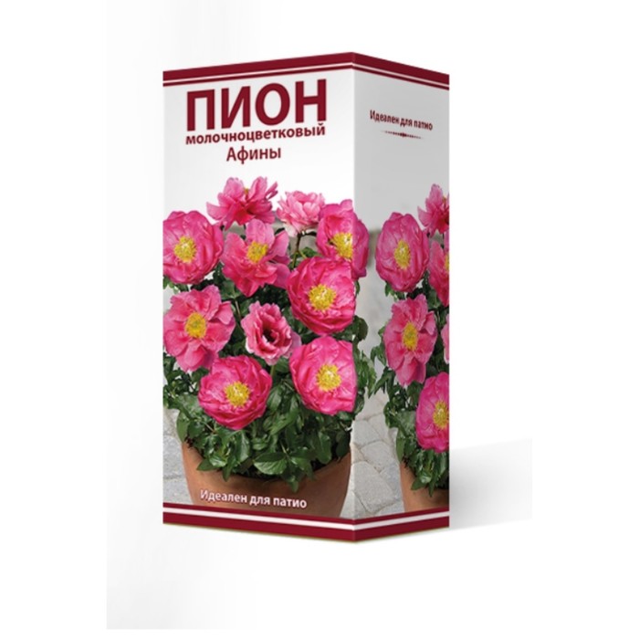 Пионы травянистые для