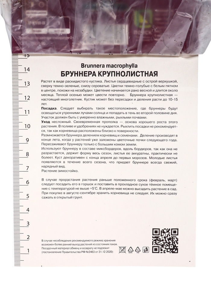 Бруннера крупнолистная «Хадспен Крим», корневище в пакете с торфогрунтом, р-р I, 1 шт.