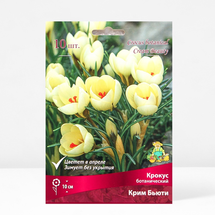 Крокус ботанический Крим Бьюти, 5+ р-р, 10 шт, 10 h(см), Осень 2025