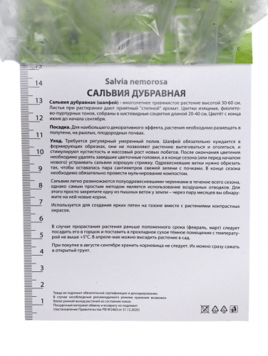 Сальвия дубравная (Шалфей) Карадонна, р-р I, 1 шт, Осень 2025