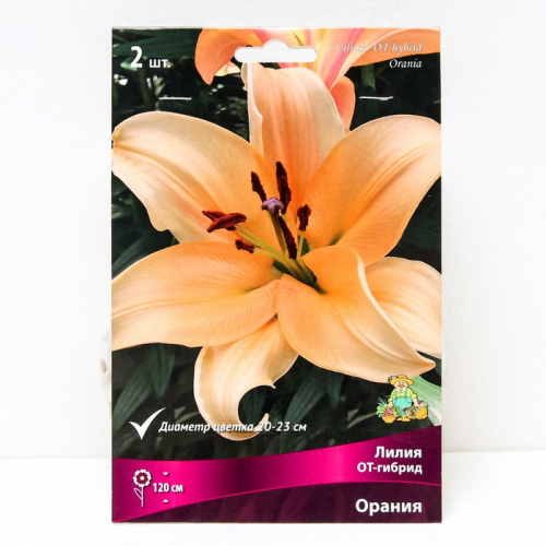 Лилии ОТ-Гибриды Орания, 14/16 р-р, 2 шт. 120 h(см), Осень 2022