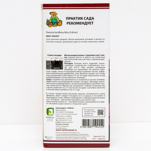 Пионы молочноцветковые Мисс Экхарт, 2-3 р-р, 1 шт. 90-100 h(см), Осень 2024