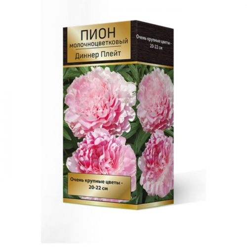 Пионы молочноцветковые Диннер Плейт, 2-3 р-р, 1 шт. 90 h(см), Осень 2022