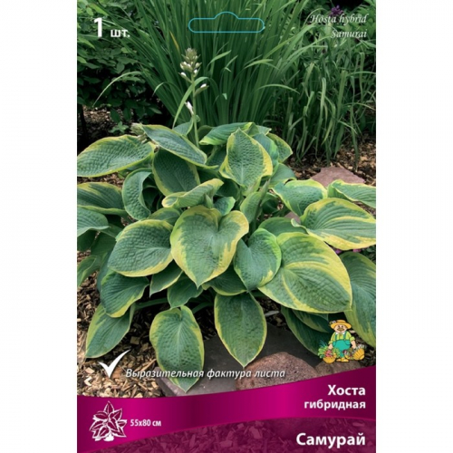 Хоста гибридная Самурай, I р-р, 1 шт. 55*80 h(см), Осень 2024