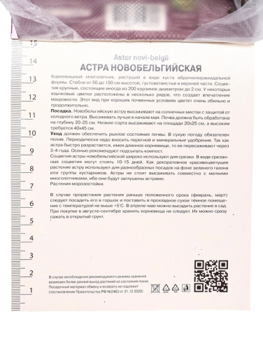 Астра новобельгийская Вайт Ледиз, р-р I, 1 шт, Осень 2025