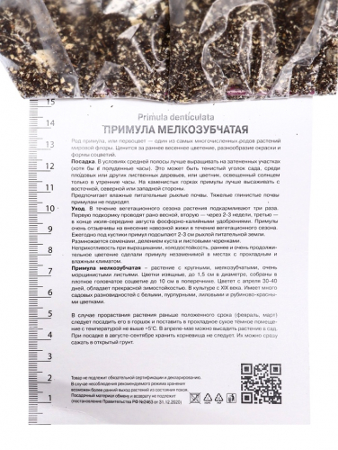 Примула мелкозубчатая Ред, р-р I, 1 шт, Осень 2025
