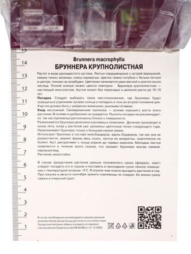 Бруннера крупнолистная «Хадспен Крим», корневище в пакете с торфогрунтом, р-р I, 1 шт.