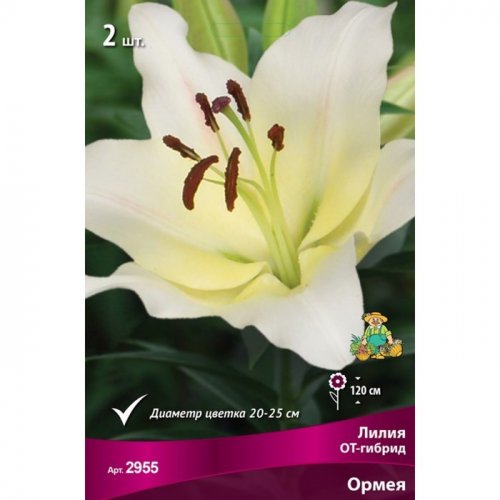 Лилии ОТ-Гибриды Ормея, 14/16 р-р, 2 шт. 120 h(см), Осень 2022