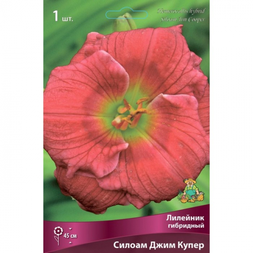 Лилейник гибридный Силоам Джим Купер, I р-р, 1 шт. 45 h(см), Осень 2024