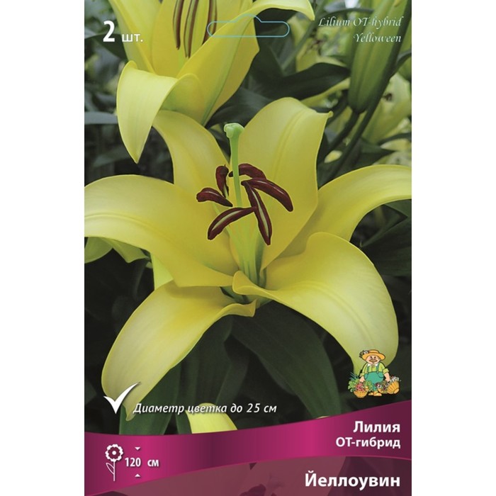 Лилии ОТ-Гибриды Йеллоувин, 14/16 р-р, 2 шт. 120 h(см), Осень 2024