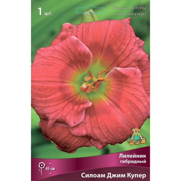 Лилейник гибридный Силоам Джим Купер, I р-р, 1 шт. 45 h(см), Осень 2024