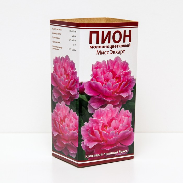 Пионы молочноцветковые Мисс Экхарт, 2-3 р-р, 1 шт. 90-100 h(см), Осень 2024
