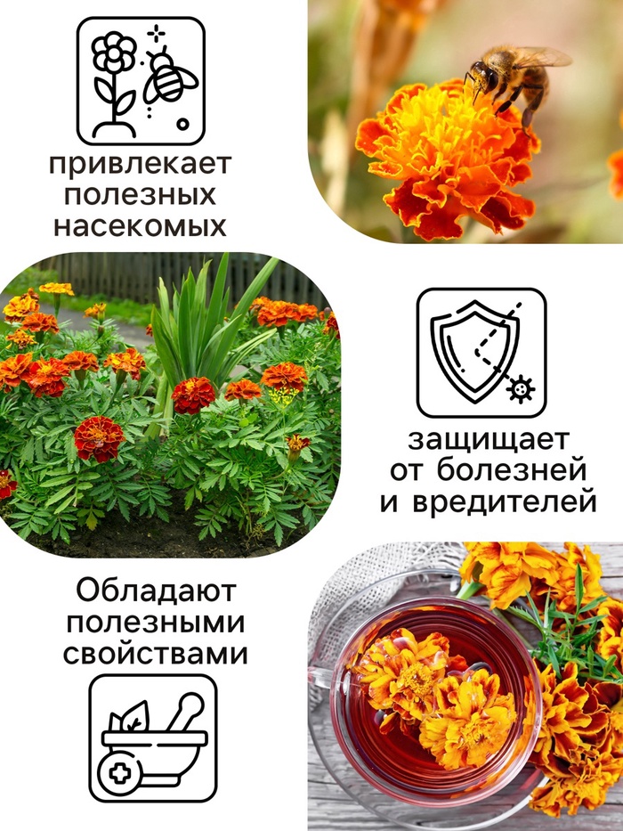 Семена цветов Бархатцы «Болеро», 0.2 г