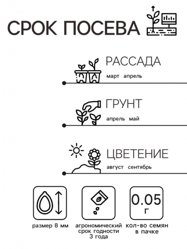 Семена Астра 