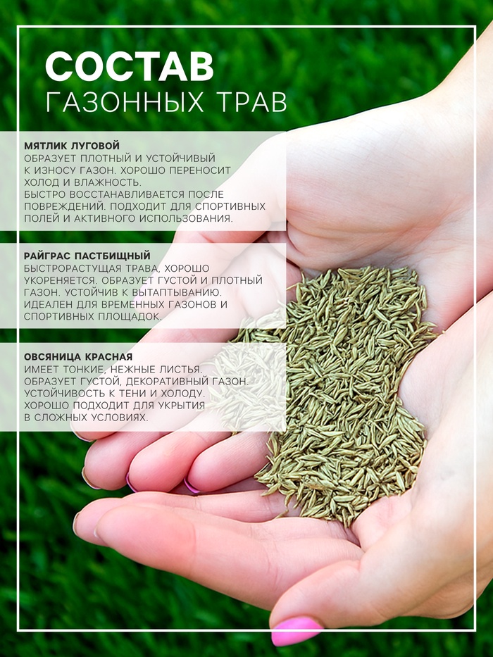 Газонная травосмесь