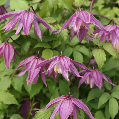 Clematis Cragside