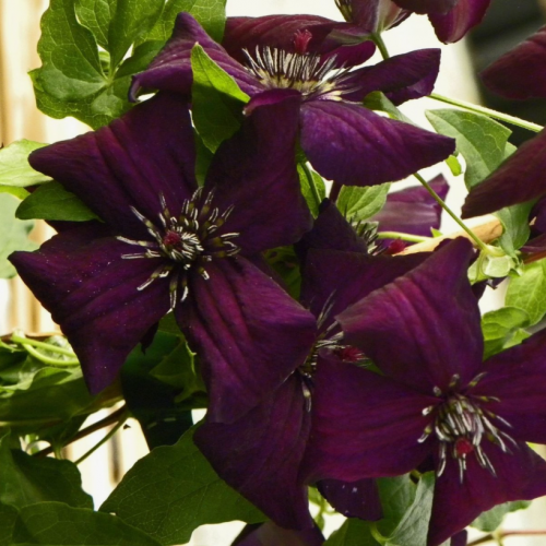 Clematis Dark Eyes
