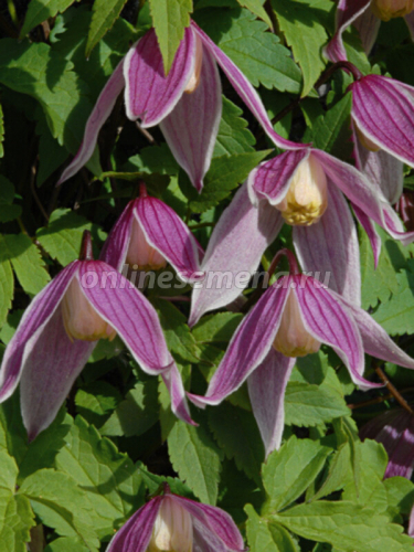 Clematis Columella