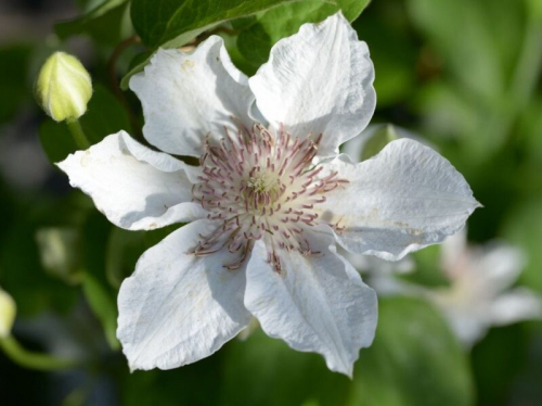 Clematis Destiny
