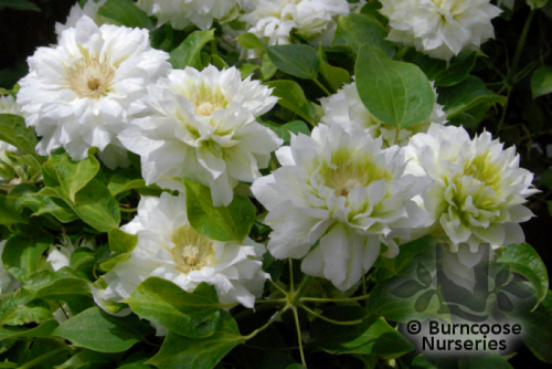 Clematis Duchess of Edinburgh