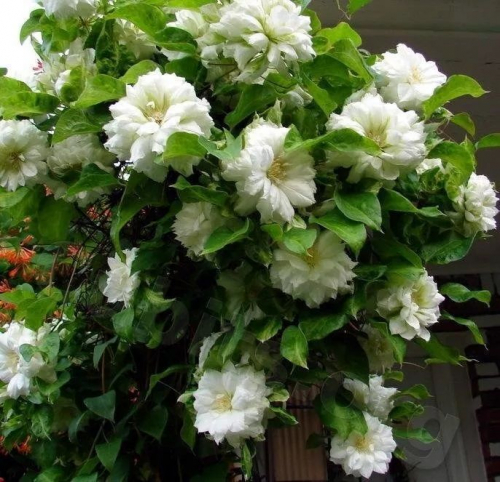 Clematis Duchess of Edinburgh