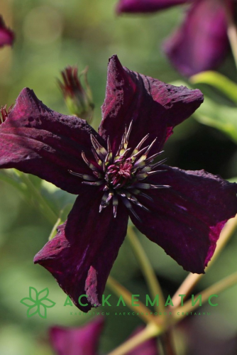 Clematis Dark Eyes