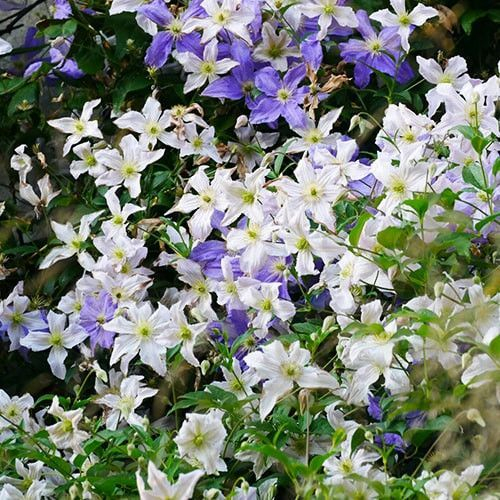 Clematis Dutch Sky